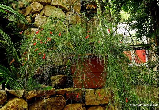 15-09-23-cagliari-orto botanico-143