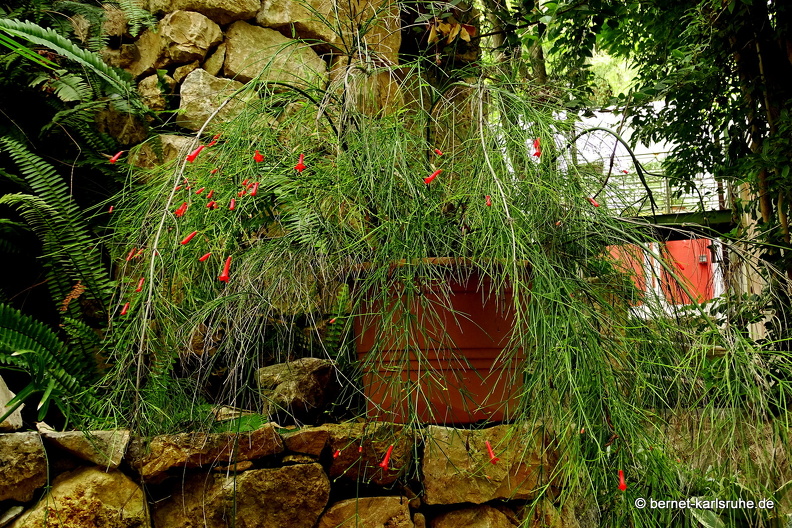 15-09-23-cagliari-orto botanico-143.JPG