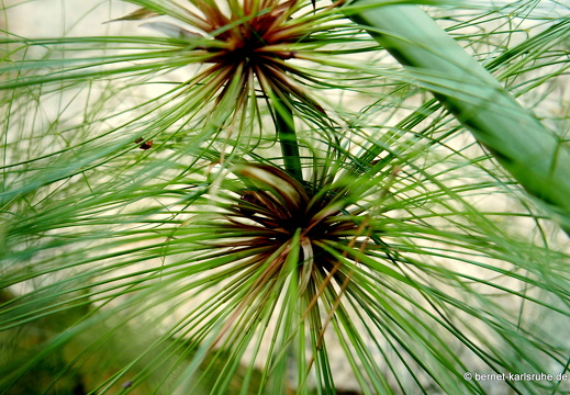 15-09-23-cagliari-orto botanico-145