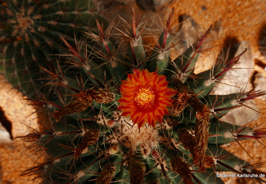15-09-23-cagliari-orto botanico-170