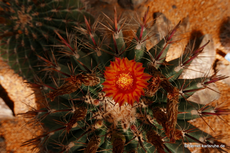 15-09-23-cagliari-orto botanico-170.JPG
