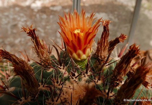 15-09-23-cagliari-orto botanico-171