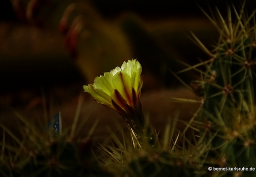 15-09-23-cagliari-orto botanico-175