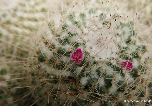 15-09-23-cagliari-orto botanico-179