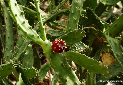 15-09-23-cagliari-orto botanico-190