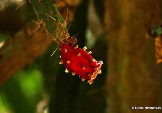 Botanischer Garten in Cagliari