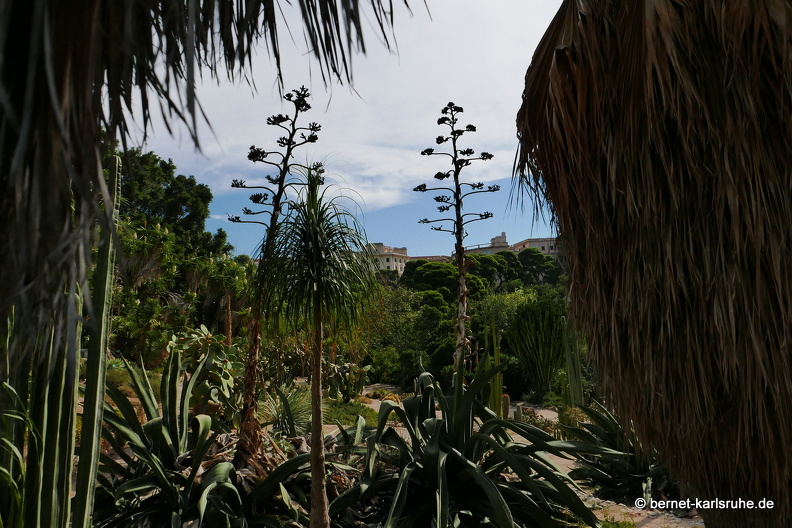 15-09-23-cagliari-orto botanico-213.JPG