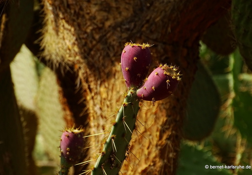 15-09-23-cagliari-orto botanico-214