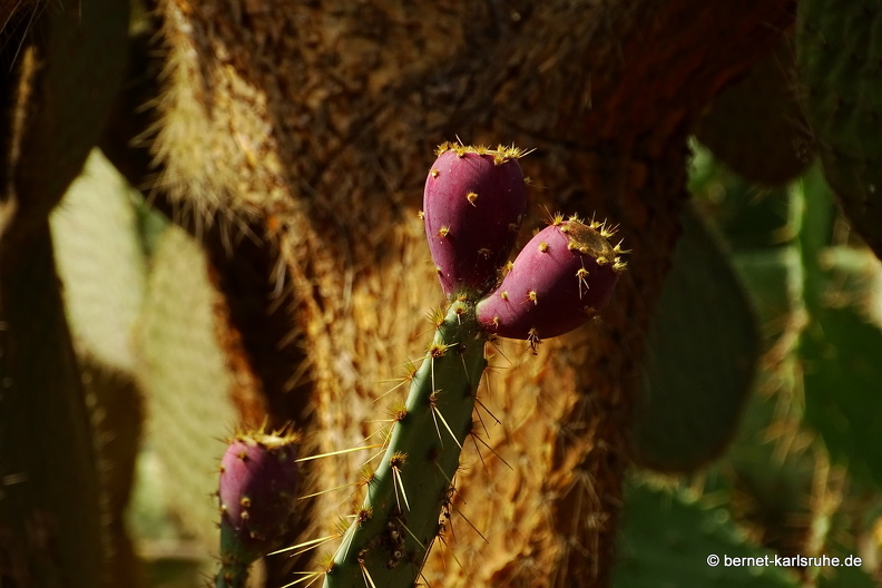 15-09-23-cagliari-orto botanico-214.JPG