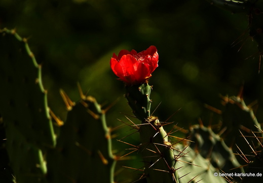 15-09-23-cagliari-orto botanico-217
