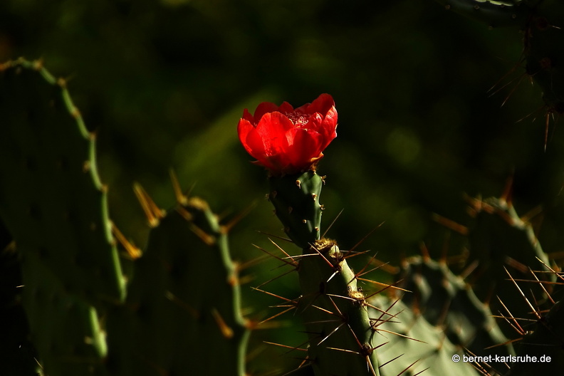 15-09-23-cagliari-orto botanico-217.JPG