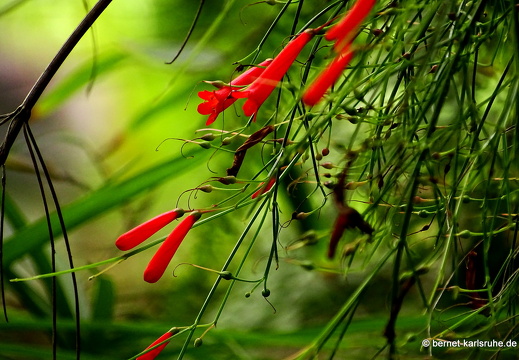 15-09-23-cagliari-orto botanico-russelie-