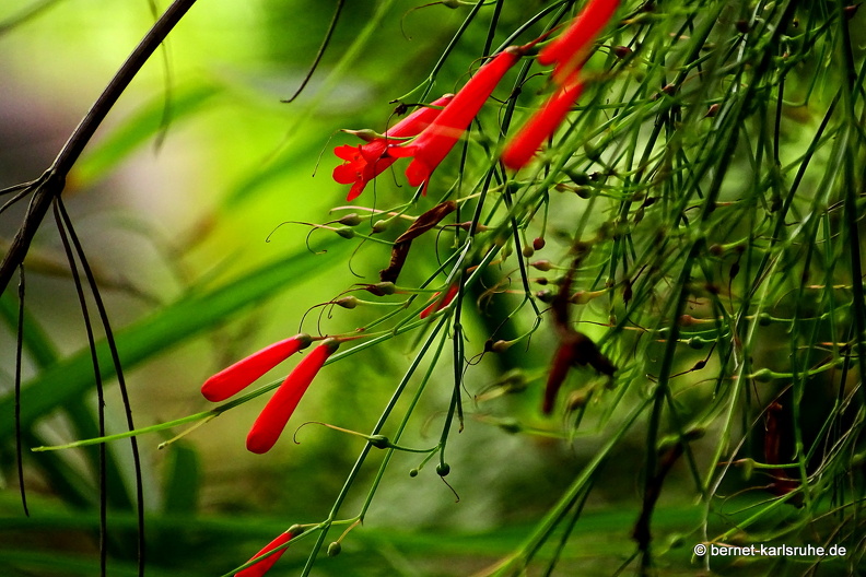 15-09-23-cagliari-orto botanico-russelie-.JPG