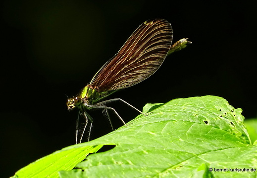 15-07-24-kandel-bienwald-012