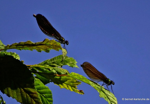 15-07-24-kandel-bienwald-032