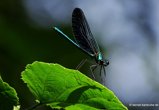 15-07-24-kandel-bienwald-017