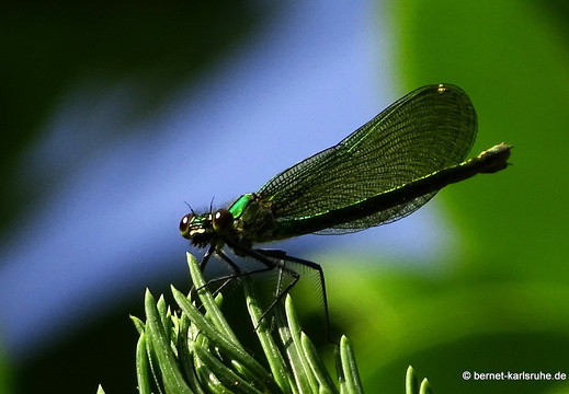 15-07-24-woerth-abtswalaecker-039