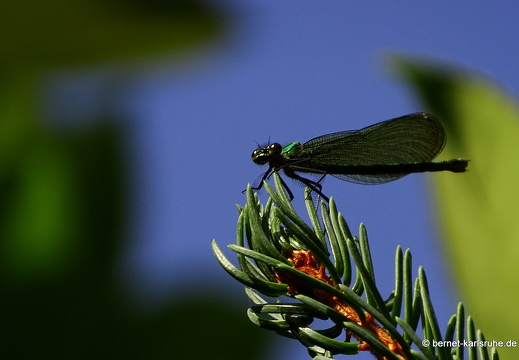 15-07-24-woerth-abtswalaecker-044