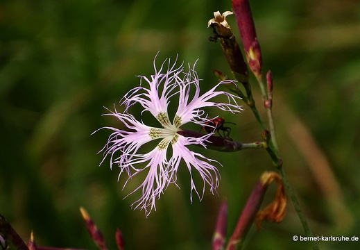 15-09-12-abtswaldaecker-prachtnelke-004