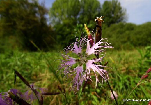 15-09-12-abtswaldaecker-prachtnelke-014