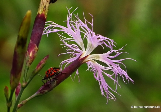 15-09-12-abtswaldaecker-prachtnelke-012