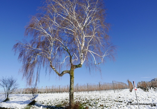 21-01-15-weinberge-schnee-birke-002