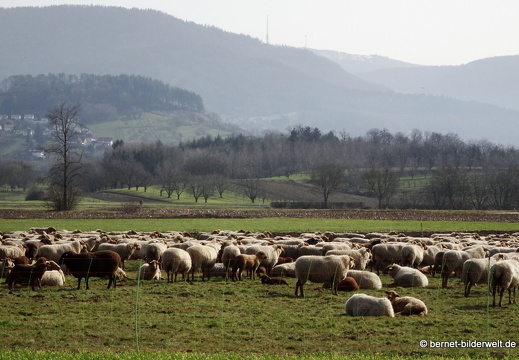 21-02-22-salzwaesserle-schafe-006