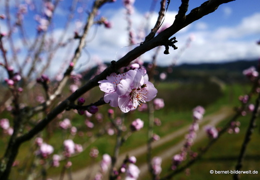21-03-12-weinberge-mandelbluete-009