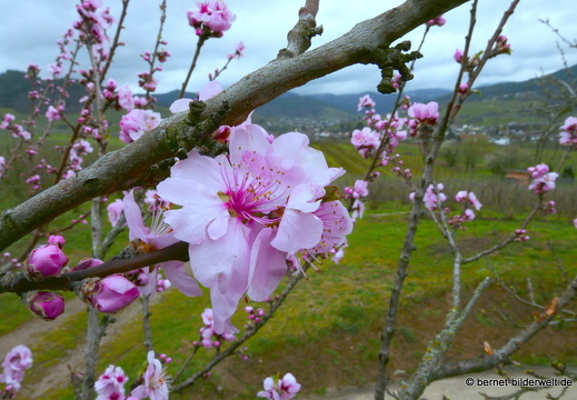 21-03-16-weinberge-reblandstrasse-mandelbluete-