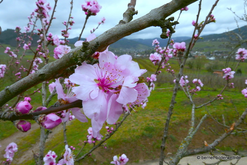 21-03-16-weinberge-reblandstrasse-mandelbluete-.JPG