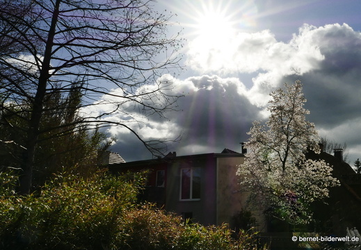 21-03-27-sternmagnolie am stadtgarten-013