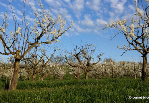 21-04-01-obstbluete-weinberge-042