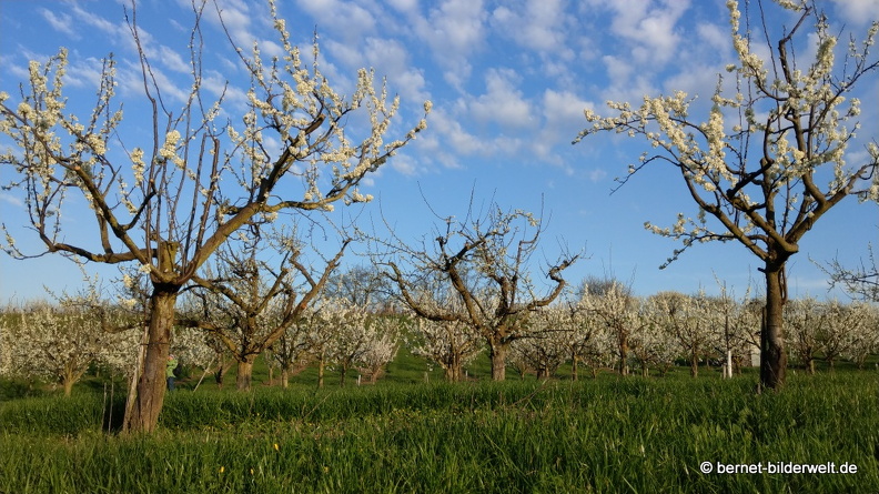21-04-01-obstbluete-weinberge-042.JPG