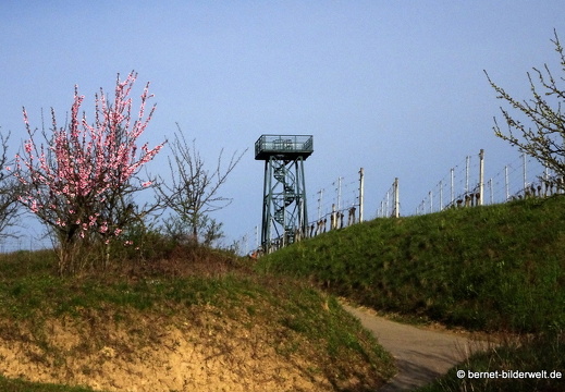 21-03-28-weinberge-carl-netter-turm-mandelbluete-001