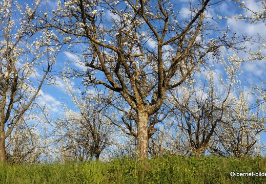 21-04-01-obstbluete-weinberge-062