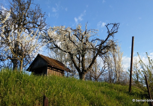 21-04-01-obstbluete-weinberge-048