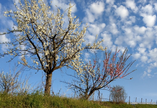 21-04-01-obstbluete-weinberge-064