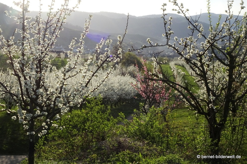 21-04-01-obstbluete-weinberge-084.JPG