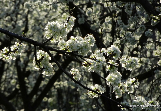 21-04-01-obstbluete-weinberge-166