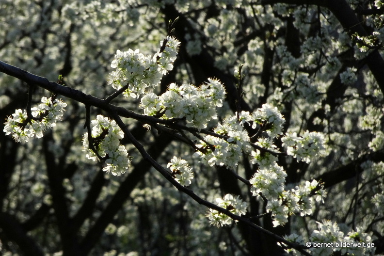 21-04-01-obstbluete-weinberge-166.JPG