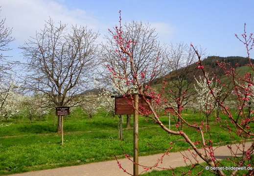 21-04-01-obstbluete-weinberge-234