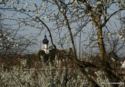 21-04-01-obstbluete-weinberge-klosterkirche-