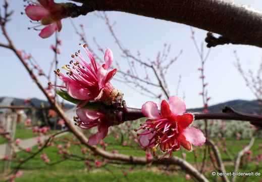 21-04-01-obstbluete-weinberge-pfirsichbluete-002
