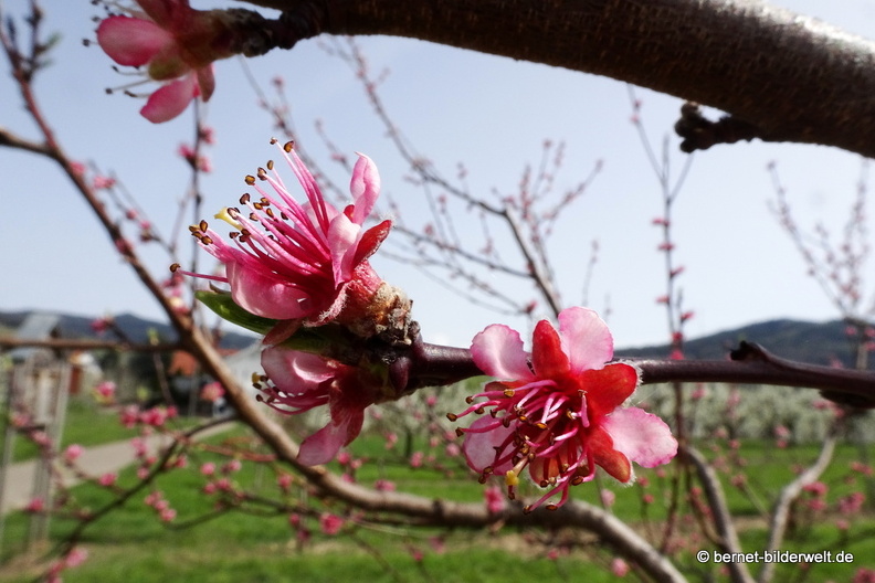 21-04-01-obstbluete-weinberge-pfirsichbluete-002.JPG
