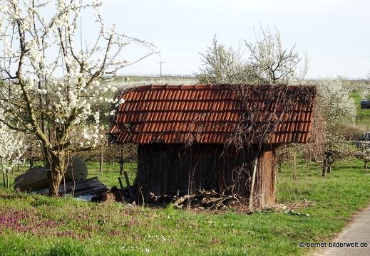 21-04-01-obstbluete-weinberghuette-