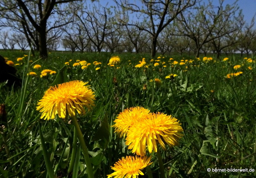 21-04-20-rittersbach-loewenzahn-002