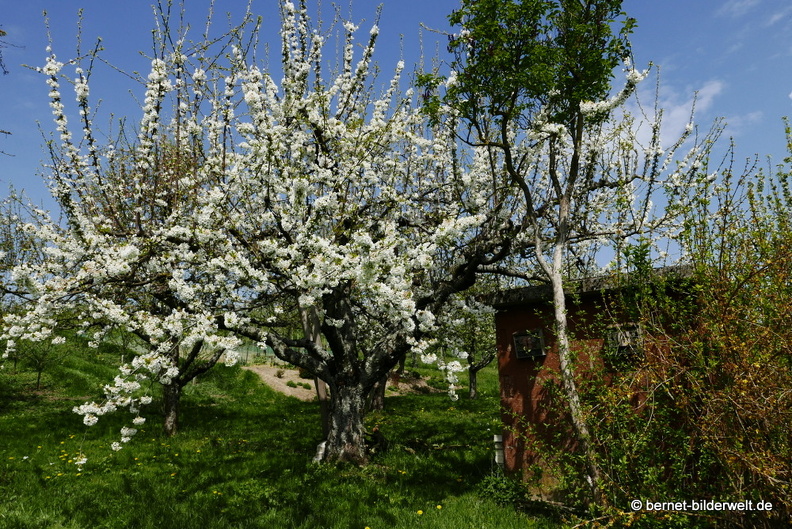 21-04-21-weinberge-obstbluete-.JPG