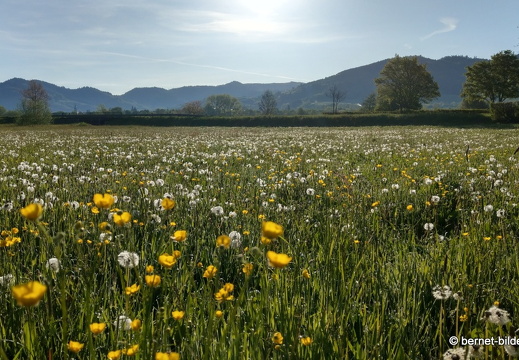 21-05-09-salzwaesserle-loewenzahnwiese-butterblume-006