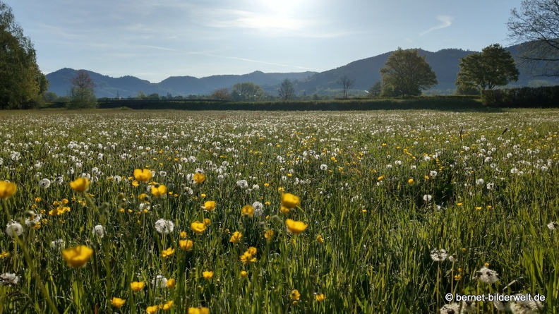 21-05-09-salzwaesserle-loewenzahnwiese-butterblume-006.JPG