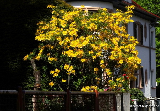 21-05-16-hugo-fischer-weg-geissblatt-010